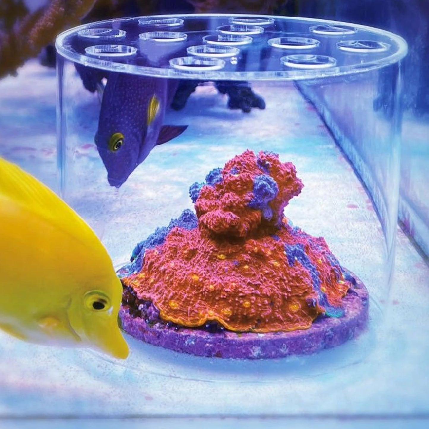 Acrylic Coral Feeder Cover Guard Transparent Reef Feeding Breeding Protection Shield for Aquarium Fish Tank Supplies