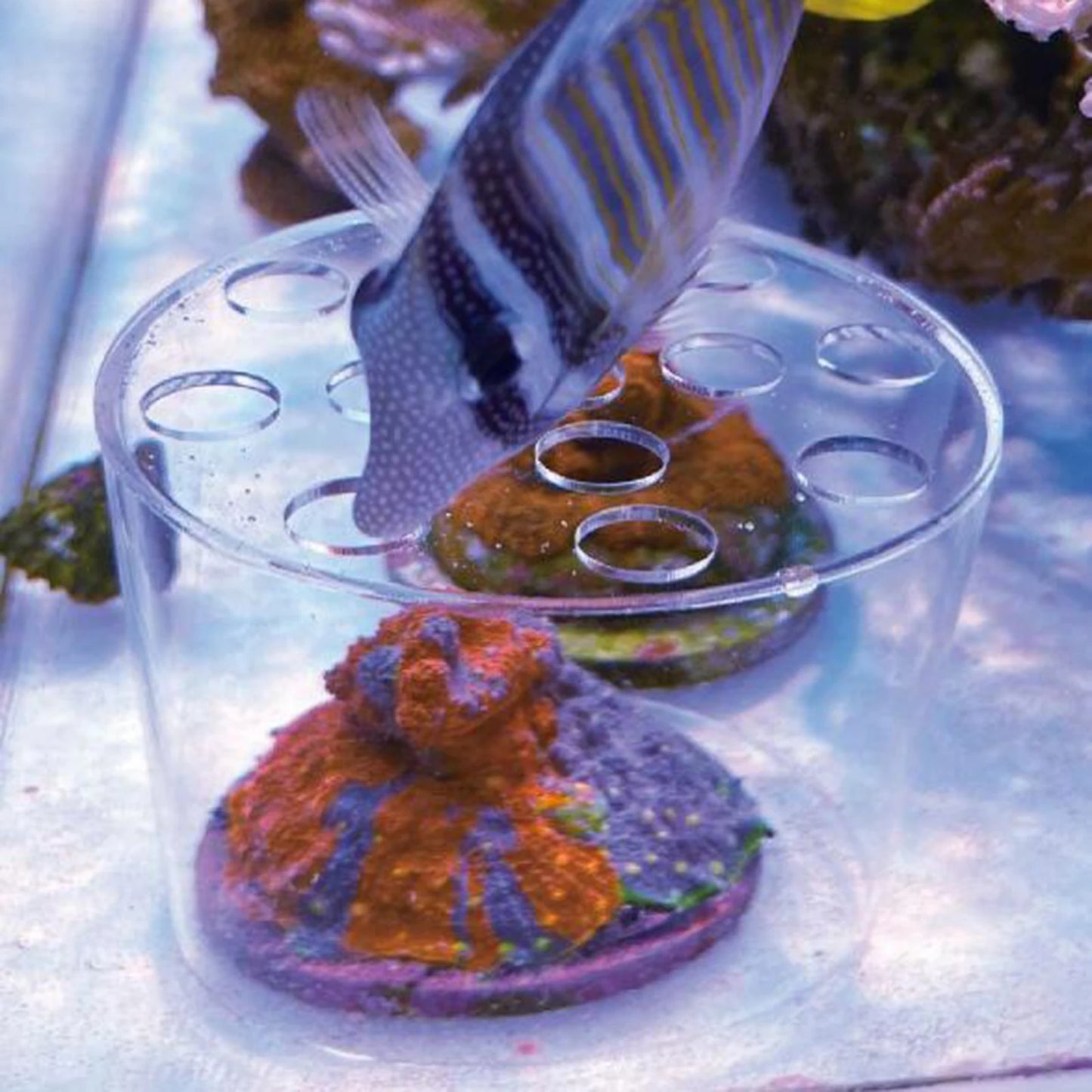 Acrylic Coral Feeder Cover Guard Transparent Reef Feeding Breeding Protection Shield for Aquarium Fish Tank Supplies