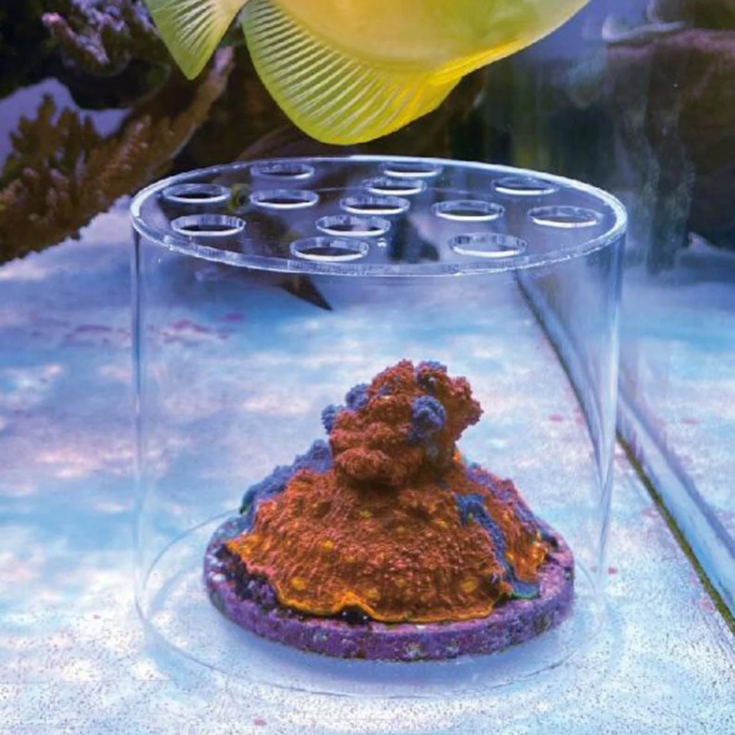 Acrylic Coral Feeder Cover Guard Transparent Reef Feeding Breeding Protection Shield for Aquarium Fish Tank Supplies