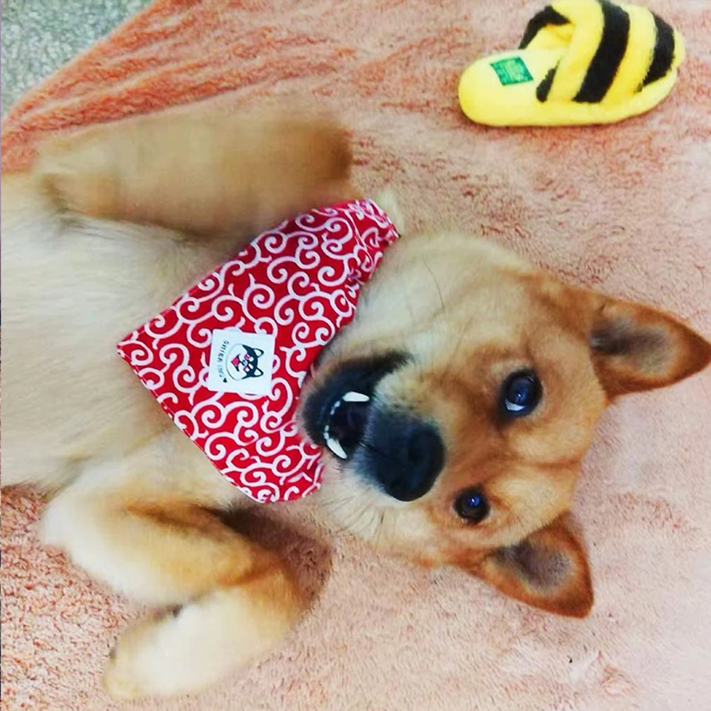 Classical Japanese Pattern Style Popular Shiba Scarf Bandana Roll Grass Cat Collar  Dog Accessories for Small Dogs for Dog