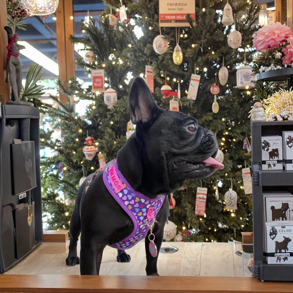 Valentine's Day and New Year's gift Cute Design Adjutable Luxury Designer Pet Harness &1 Pcs Color Matching Pet Dog Leashes