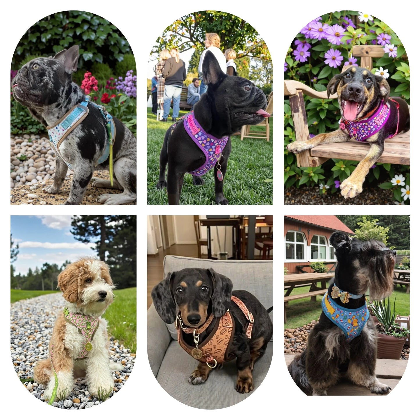 Valentine's Day and New Year's gift Cute Design Adjutable Luxury Designer Pet Harness &1 Pcs Color Matching Pet Dog Leashes