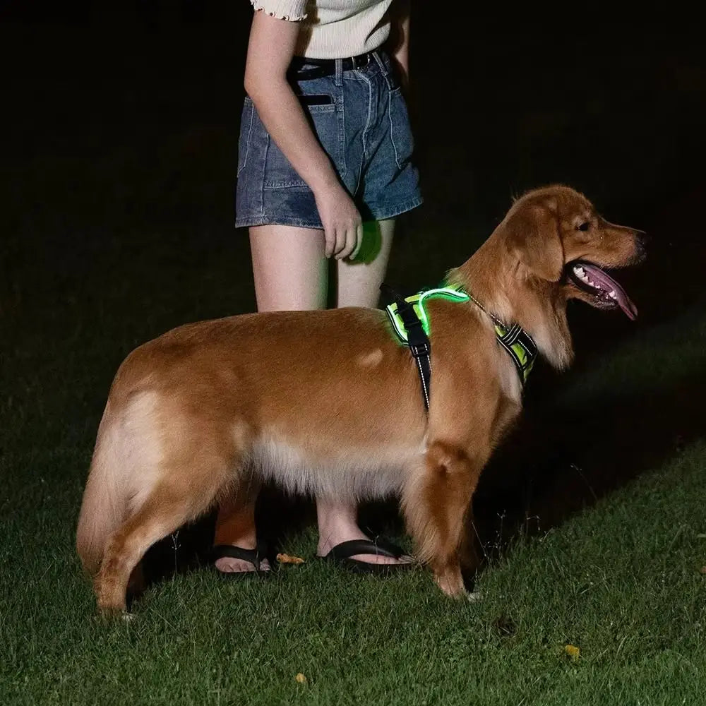 Light Up LED Dog Harness Rechargeable Adjustable Luminous Pet Chest Strap Padded Collar Soft Dog Glow Vest for Night Walking
