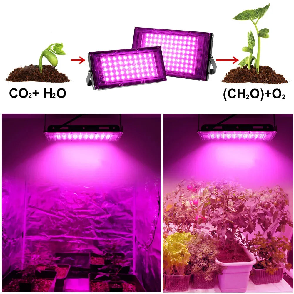 Full Spectrum LED Grow Lights 50/300W Plant Lamp Indoor Plants Phyto Lamp Greenhouse Hydroponic Plant Vegetable Growing Lamp