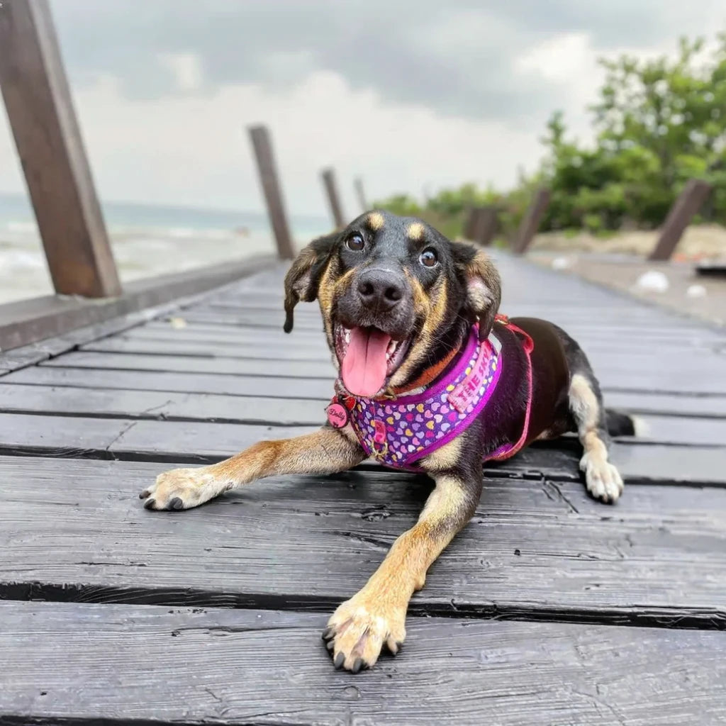 Valentine's Day and New Year's gift Cute Design Adjutable Luxury Designer Pet Harness &1 Pcs Color Matching Pet Dog Leashes