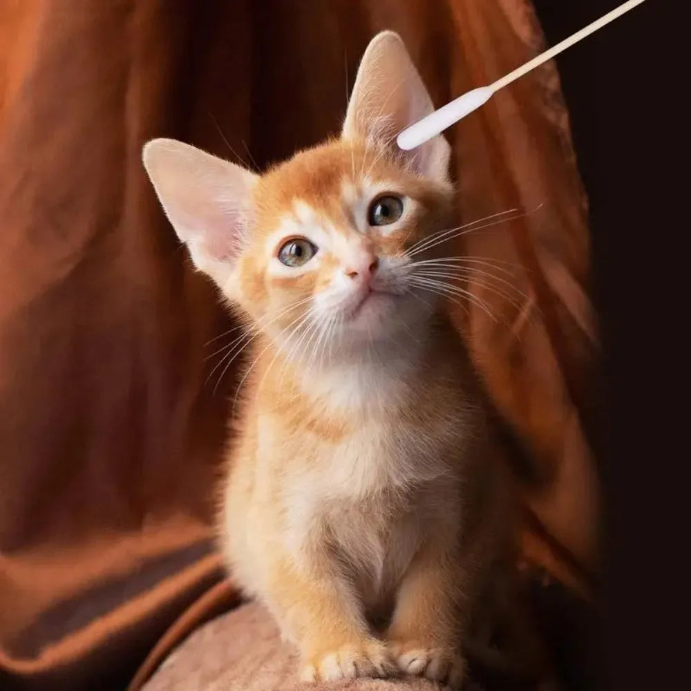 100/300/500Pcs PetEar CottonBuds Animal Cotton Swab Sticks Cotton Buds For Cat Dog Ear Wax Removaltattooclean,Tattooaccessories